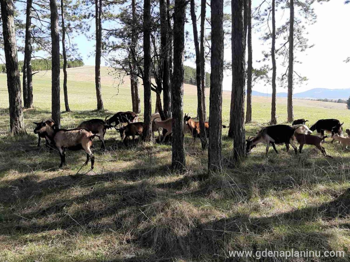 Zlatibor My village, privatni smeštaj u mestu Zlatibor, Srbija - my_village_zlatibor10