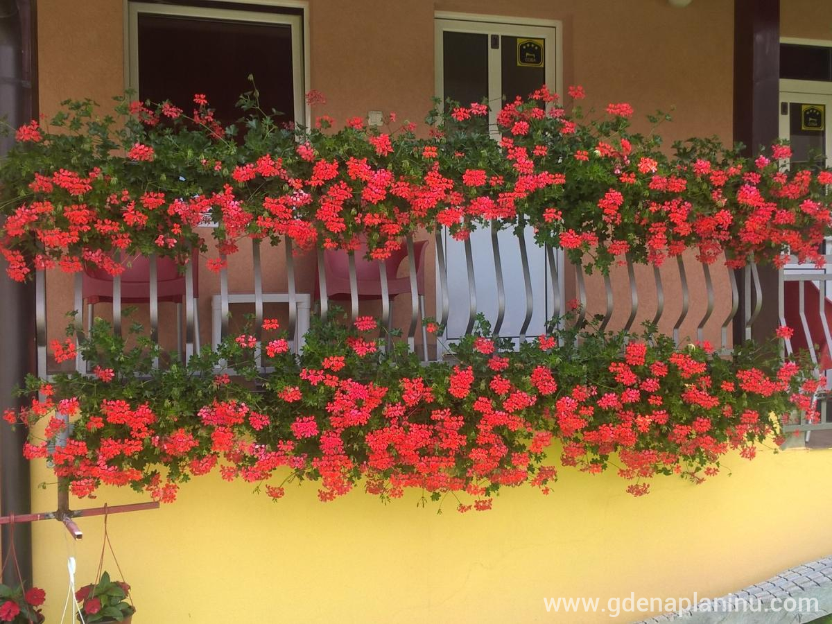 Seosko turističko domaćinstvo Vila Angelina, Privatunterkunft im Ort Javor, Serbia - WP_20180717_10_46_22_Pro