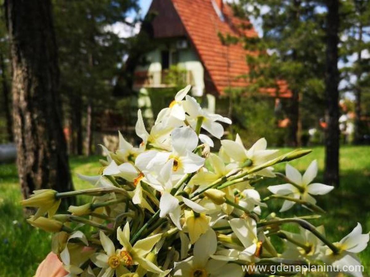 Apartmani MIR Divcčibare, privat innkvartering i sted Divčibare, Serbia - Green House prolece